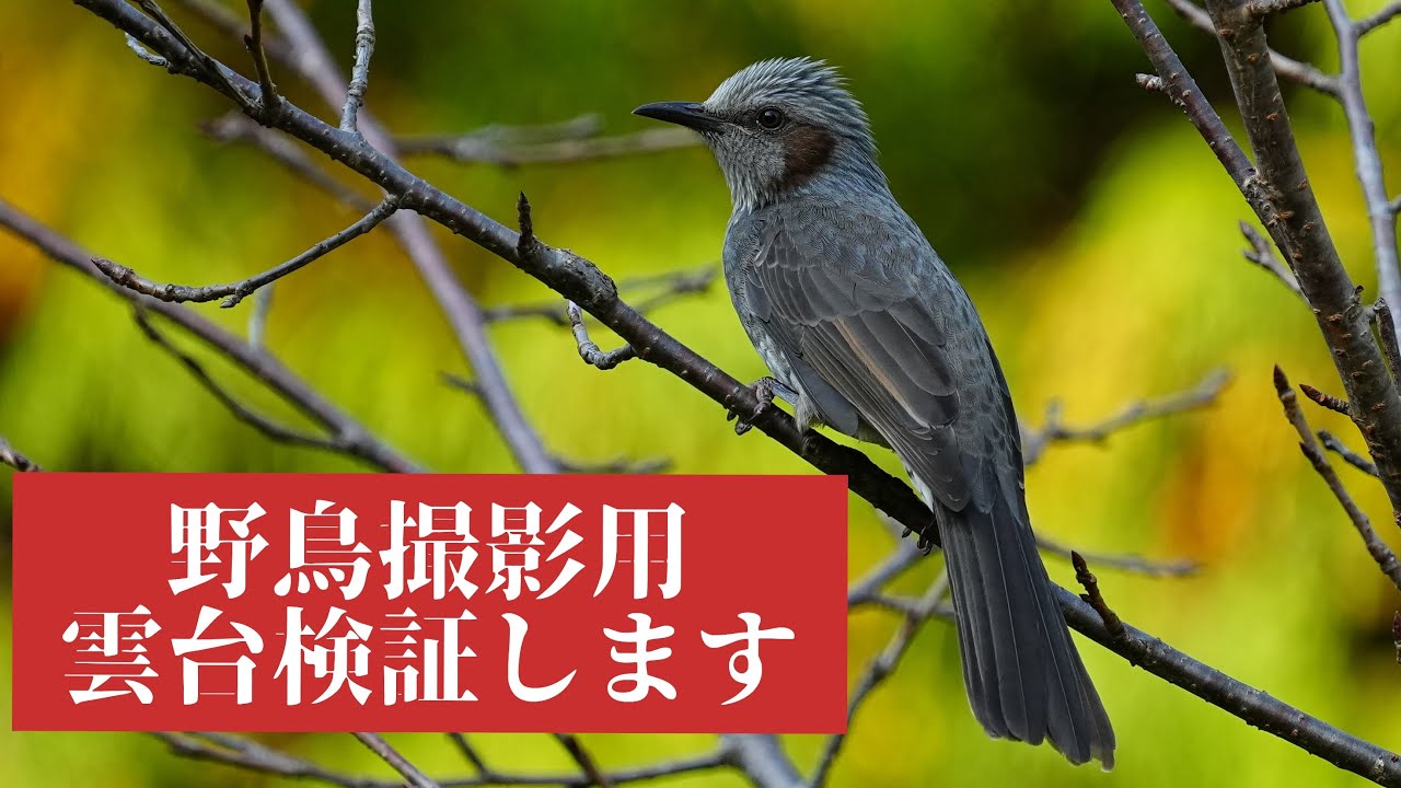 野鳥撮影初心者の方へ 人に聞きにくい三脚選び？雲台選びのお手伝い！　Leofoto レオフォト