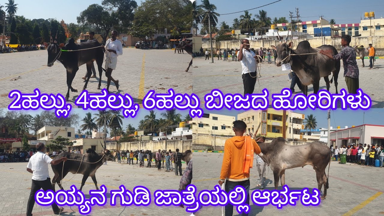 2 ಹಲ್ಲು 4ಹಲ್ಲು 6ಹಲ್ಲು ಹೋರಿಗಳು ಅಯ್ಯನಗುಡಿ ಬಾರಿ ದನಗಳ ಜಾತ್ರೆಯಲ್ಲಿ2026