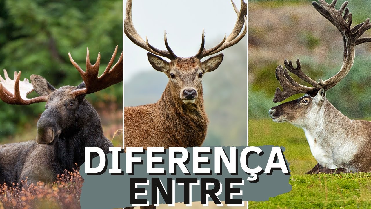 DIFERENÇA ENTRE ALCE, RENA E VEADO