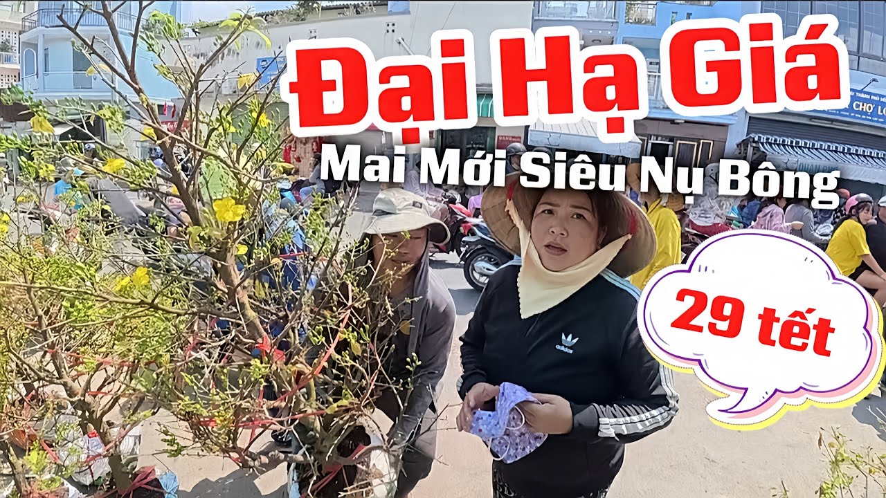CHẤN ĐỘNG ĐẠI HẠ GIÁ Trưa 29 Tết Mai Mới Siêu Nụ Siêu Bông, Tại Chợ Hoa Bến Bình Đông 