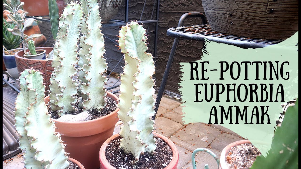 Repotting Euphorbia Ammak Variegated