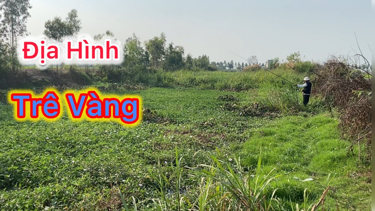 Câu Cá Tre Vàng Ở Vĩnh Hưng Long An | Cá Lớn Ăn Mồi Cực Mạnh | Đam Mê Miền Tây
