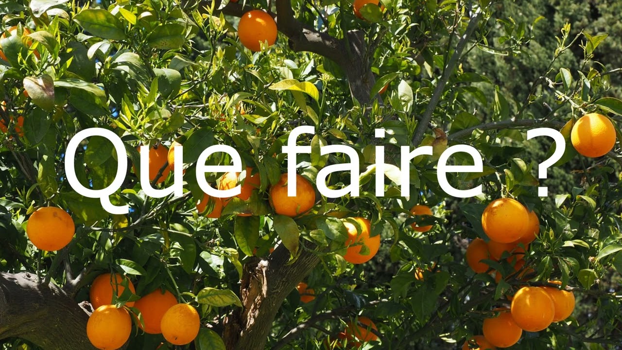 Agrumes rustiques et comestibles en France, est-ce possible ?
