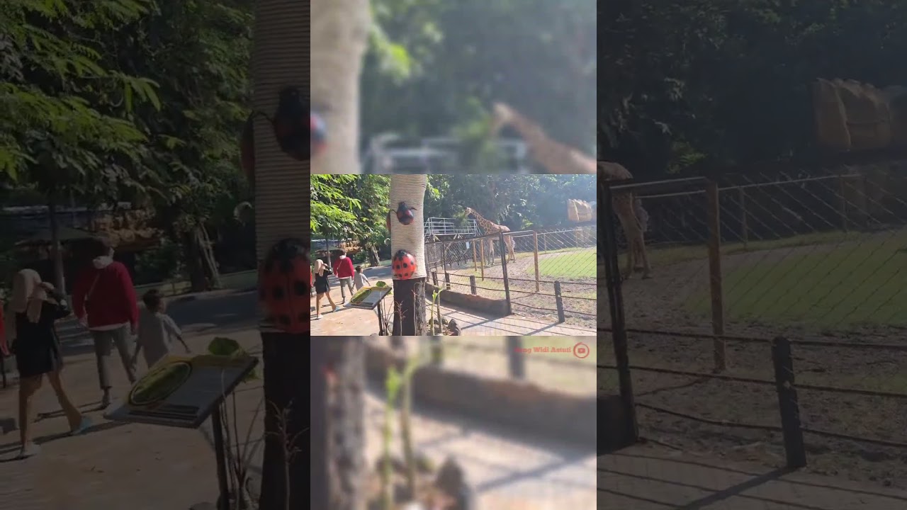 Suasana kebun binatang surabaya #kbssurabaya #bonbin #wisatasurabaya