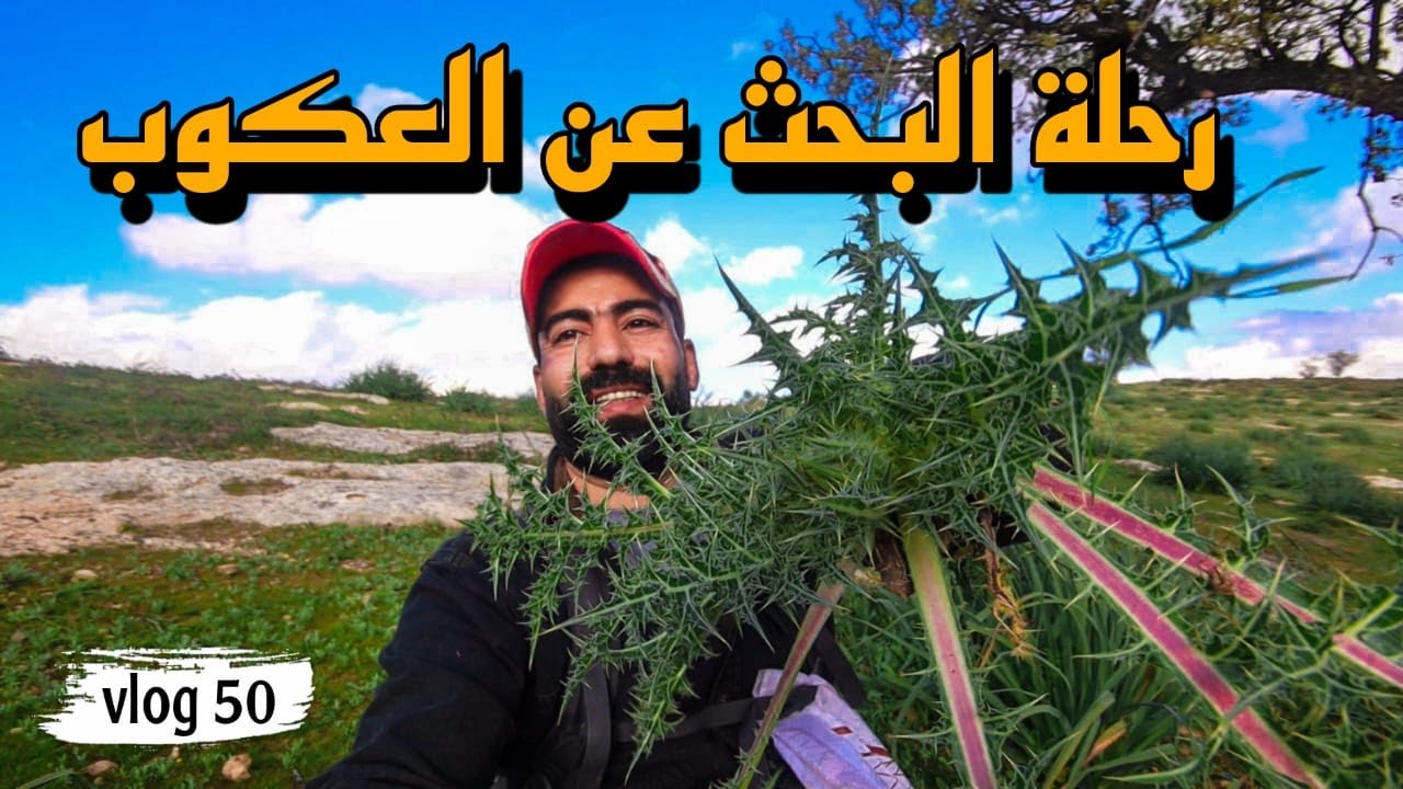 اسرار البحث عن العكوب وكيفية تلقيطه ...!!