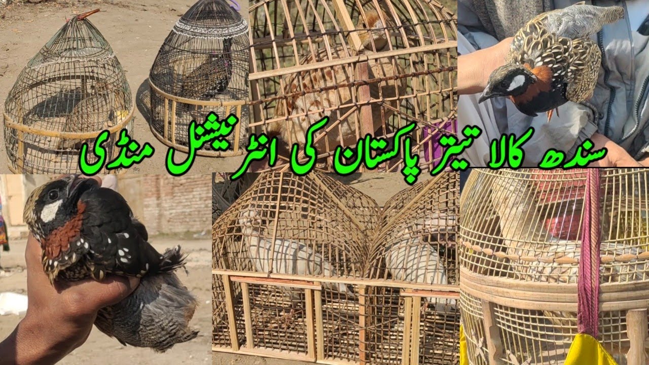 Sindh Irani Kala teetar mandi | Dakhni Irani kala teetar mandi updates