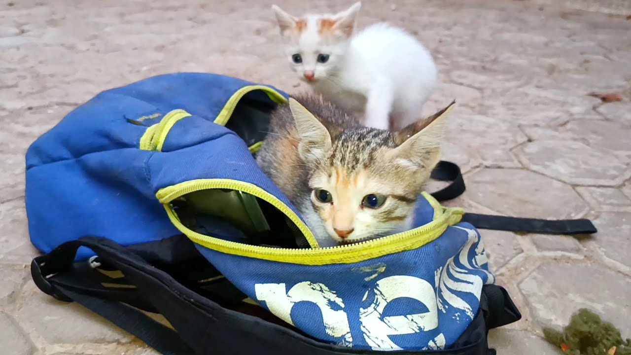 Cute kittens knew that my bag contained a surprise for their large family