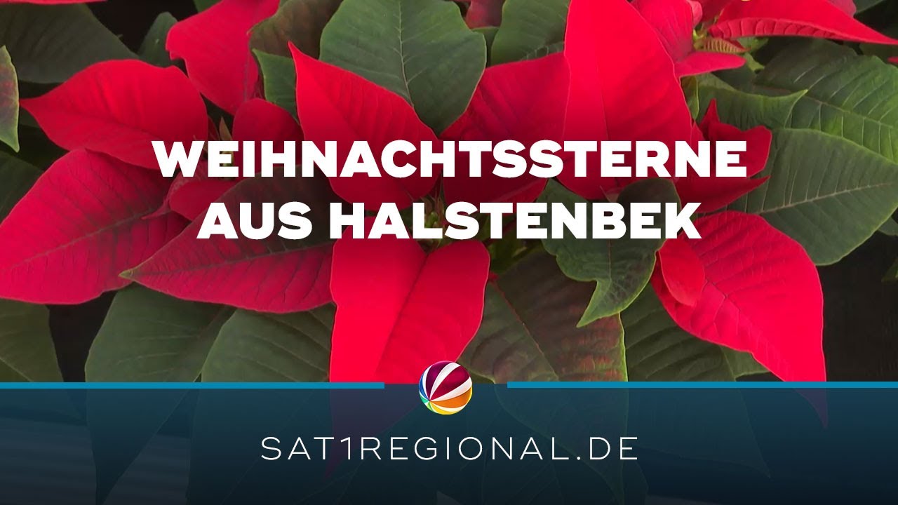 Weihnachtssterne: So werden die Pflanzen richtig gepflegt