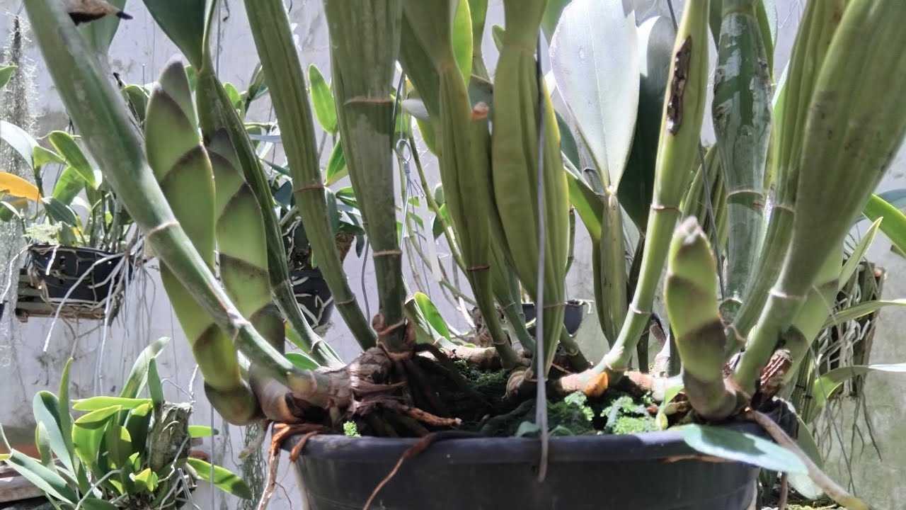 MUITOS BROTOS E ÓTIMO ENRAIZAMENTO NAS MINHAS ORQUÍDEAS!!!