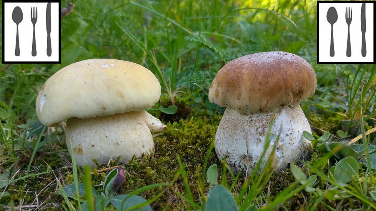 Por&oacute;wnanie: Borowik szlachetny forma ż&oacute;łta (B. edulis f.citrinus) vs Borowik szlachetny (B. edulis)