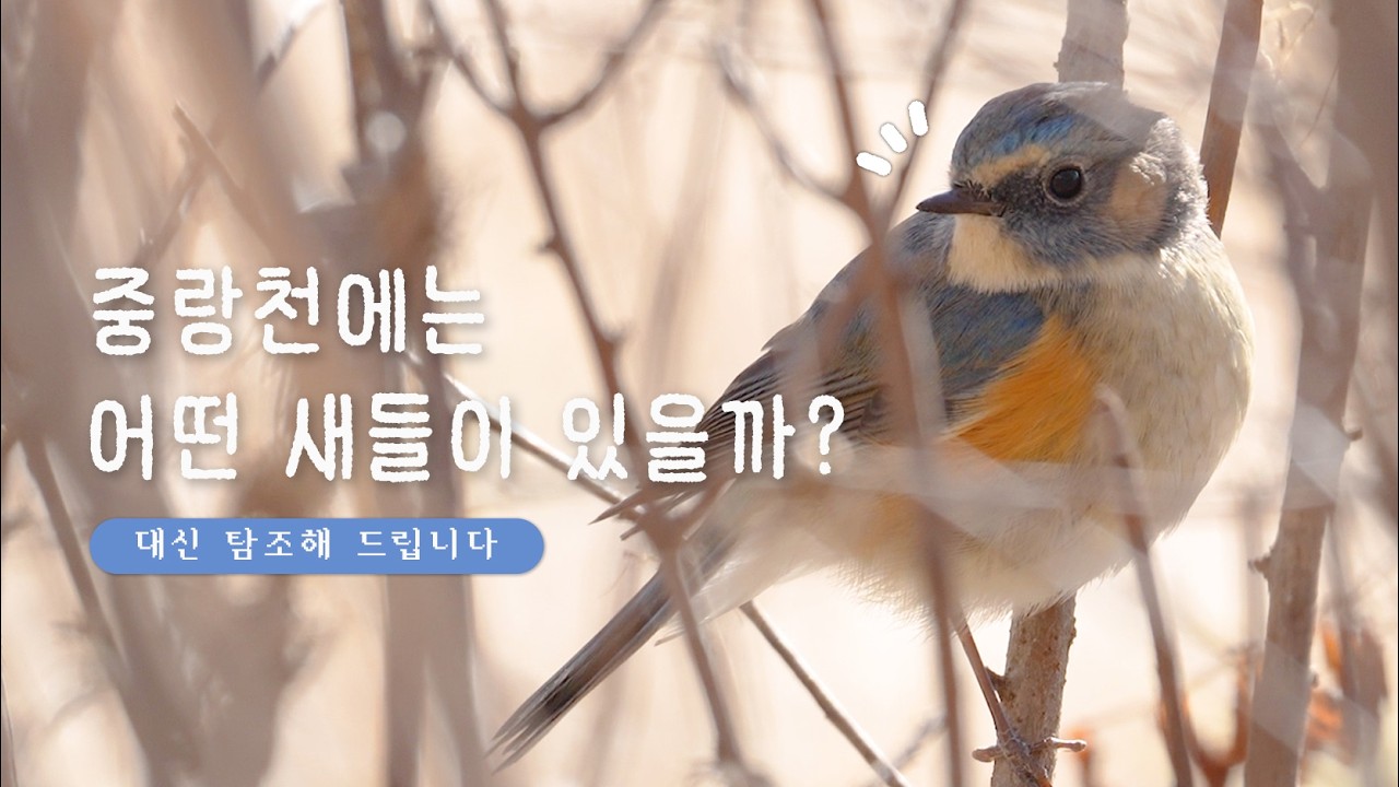 오리 보러 갔다 만난 파란 새?!💙 | 대신 탐조해 드립니다 | 중랑천 겨울 철새 탐조, 유리딱새, 비오리, 넓적부리, 고방오리, 알락오리, 논병아리, 대백로, 백할미새