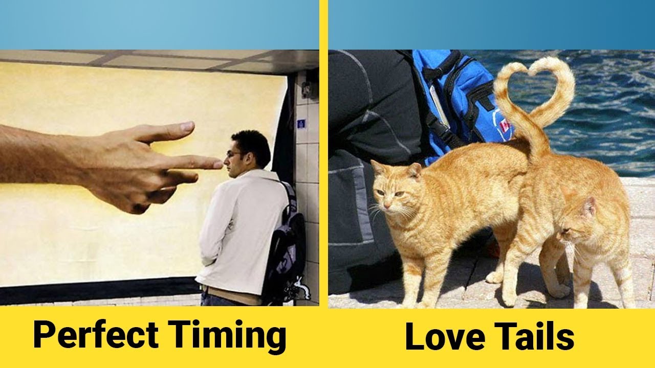 Perfectly Timed Photos - Funny Pictures