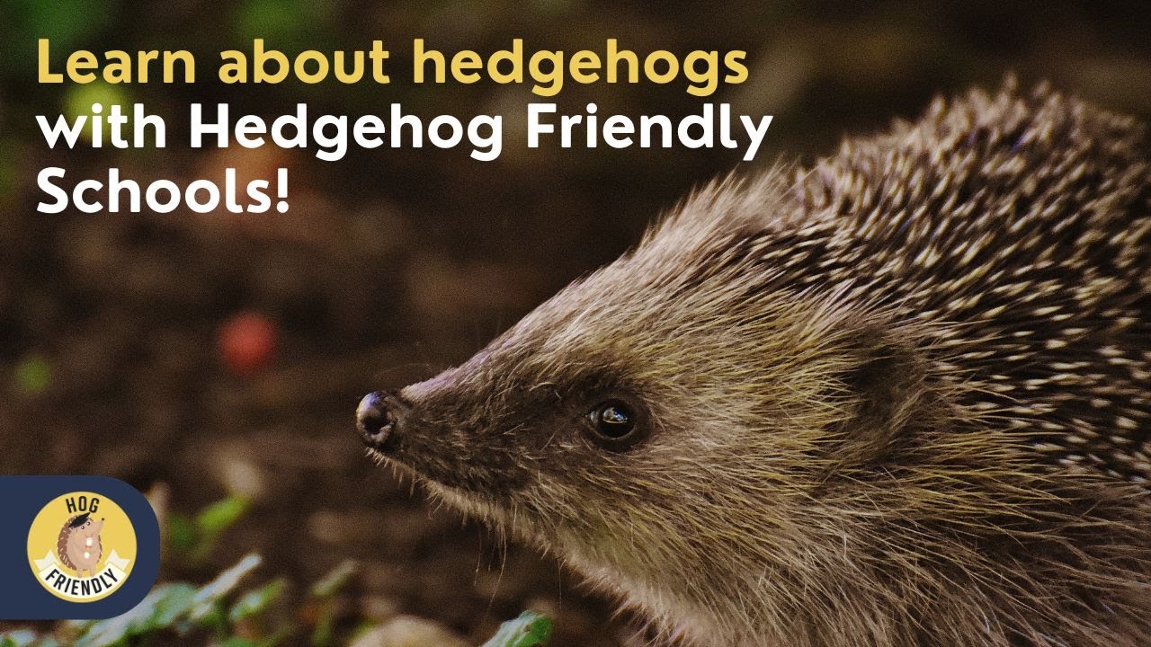 Hedgehog Friendly Schools: Online hedgehog assembly!