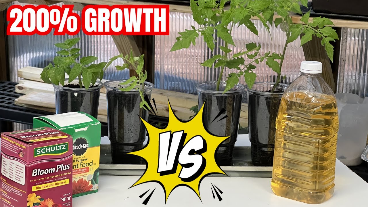 Urine Toxic As A Fertilizer ? | POSSSIBLY BUT ONLY IF...