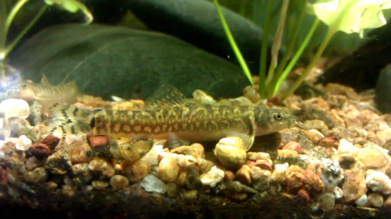 Mesonoemacheilus guentheri