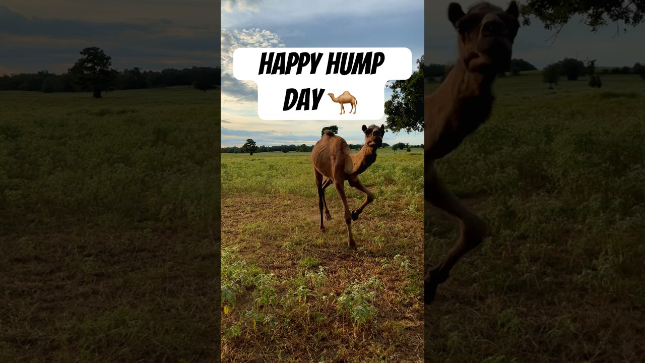 Happy Hump Day 🐪💛 #humpday #camel #wednesdaymotivation #humor #geico