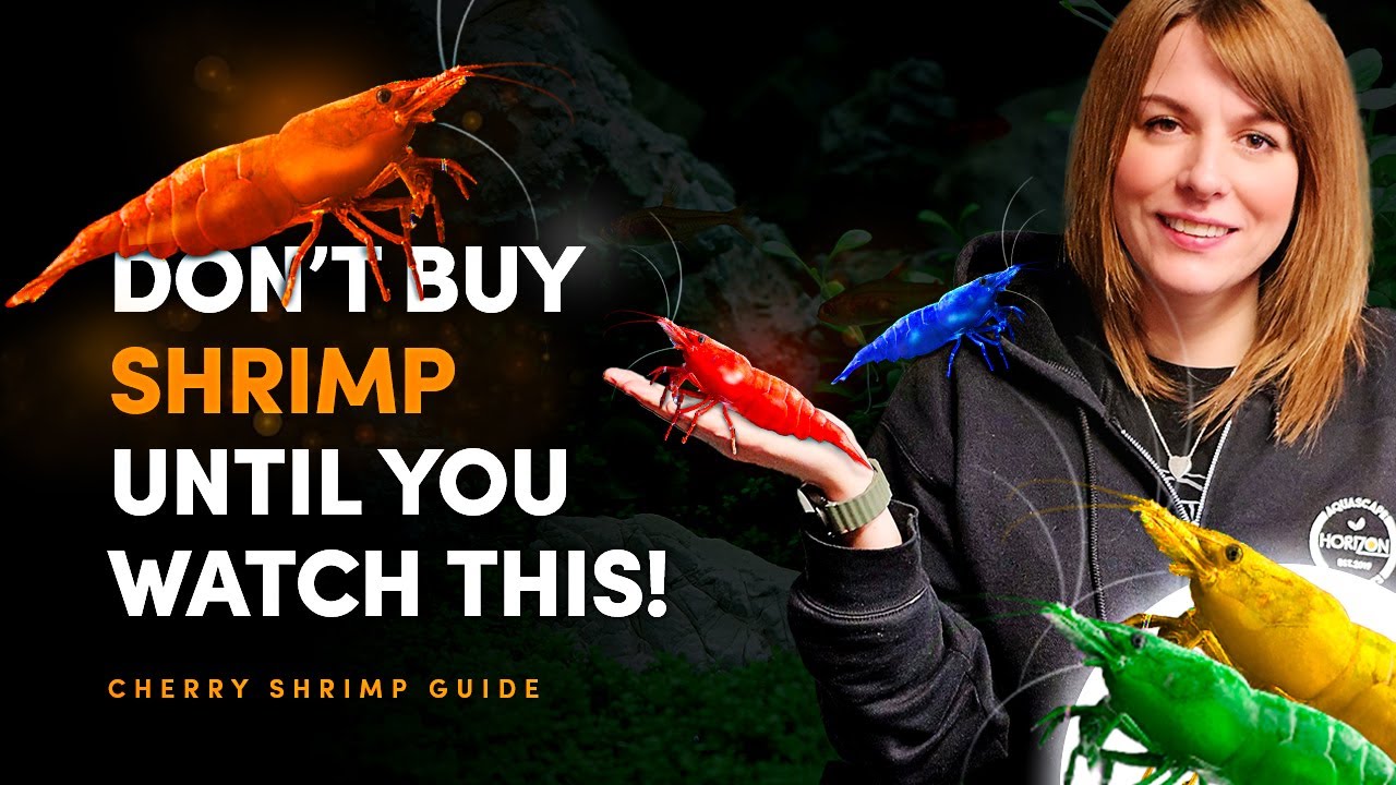Neocaridina Shrimp: Everything You Need to Know