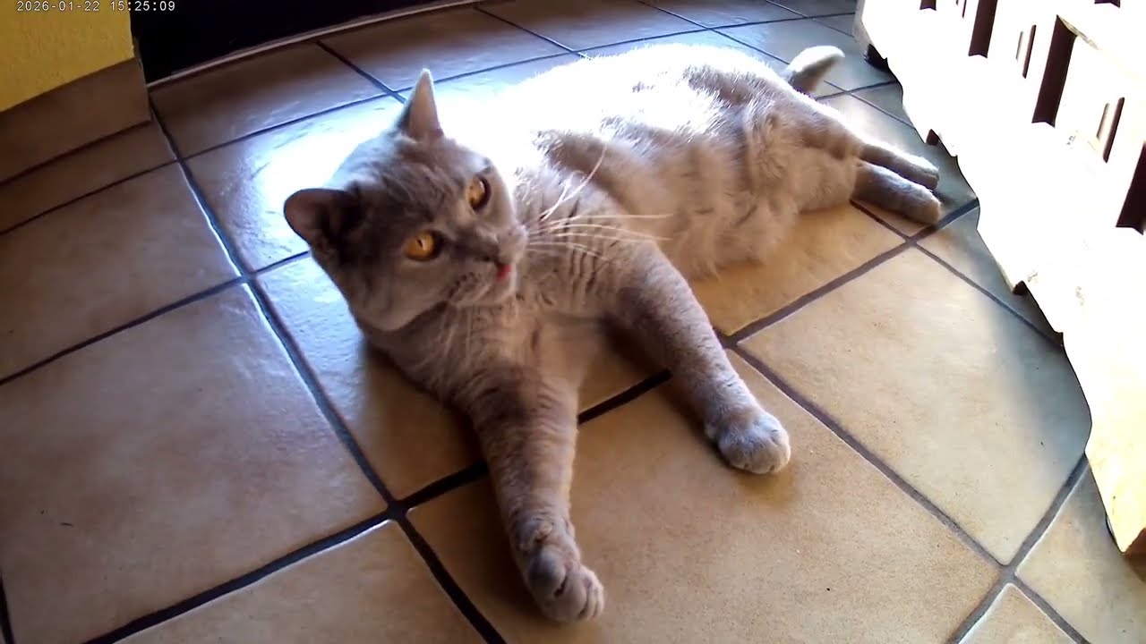 Lola♥️( BKH Silver Tabby Shaded )♥️Geboren 2021♥️Fontastic 2016 V. 1.1 HVD Cam4KHD/FullHD/Ultra HD♥️