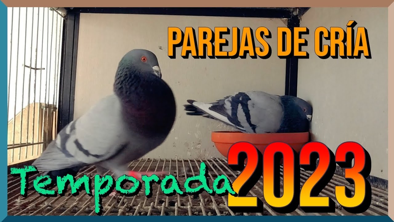 ♥️Parejas de Cría ♥️ Temporada 2023 | Primera Parte 👈