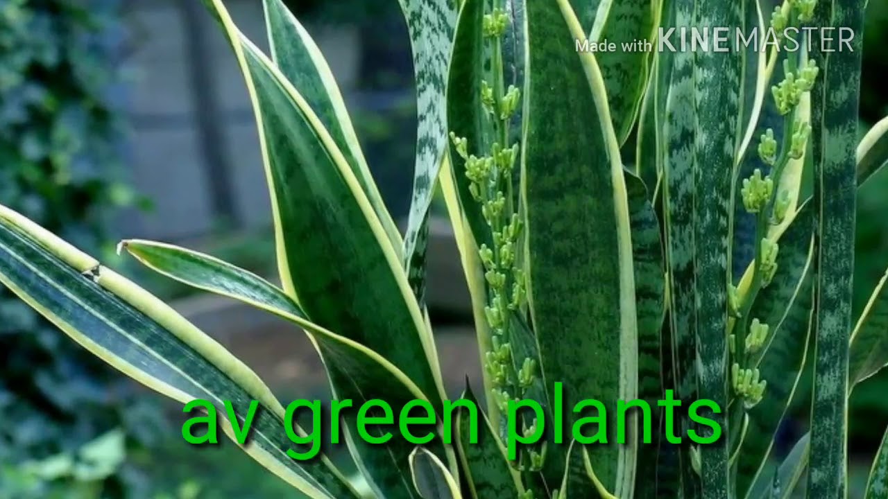 AV green indore plants seller official video