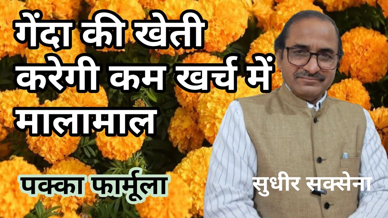 गेंदा की खेती से अधिक आय कैसे। गेंदा की खेती कैसे करें। गेंदा से बड़े फूल कैसे पाएं। गेंदा की फसल 