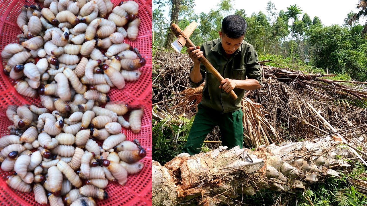 Go to the forest and be lucky to find many palm weevils for food, survival - Forest Life CT | Ep 71