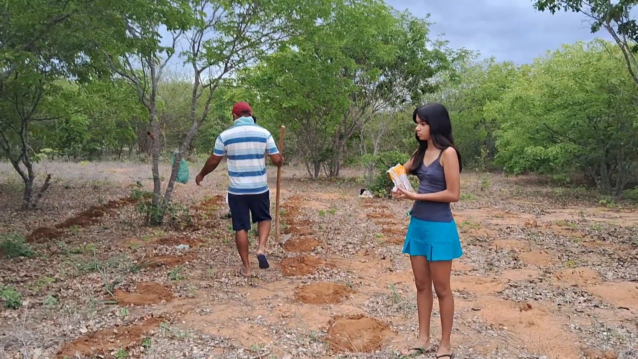 Plantando amendoim e macaxeira em Mamoeiro Sertão 