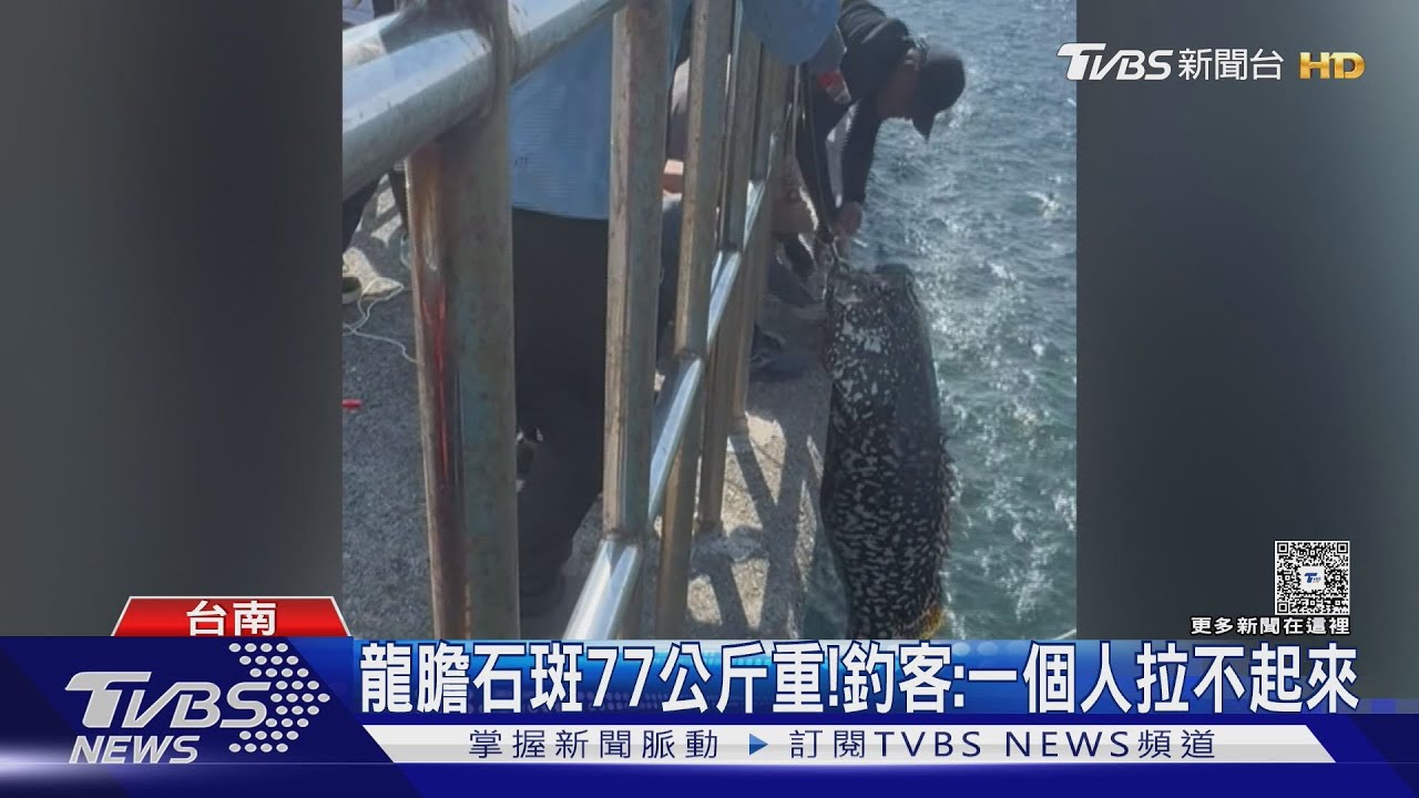 台南釣130斤「巨獸級」龍膽石斑 本人親曝釣過更大的｜TVBS新聞 @TVBSNEWS01
