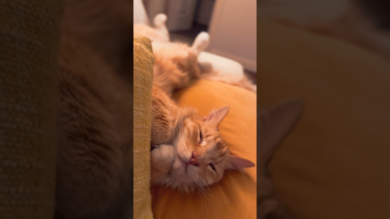 Sweet Dreams Lala 😻#catshorts #catvideos #animallovers #gingercatclub #catsleeping #catlife #cats