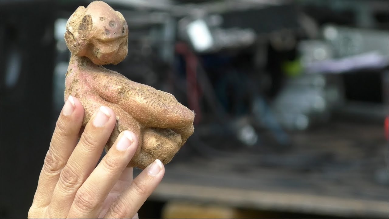 Semilský Pecen 2017