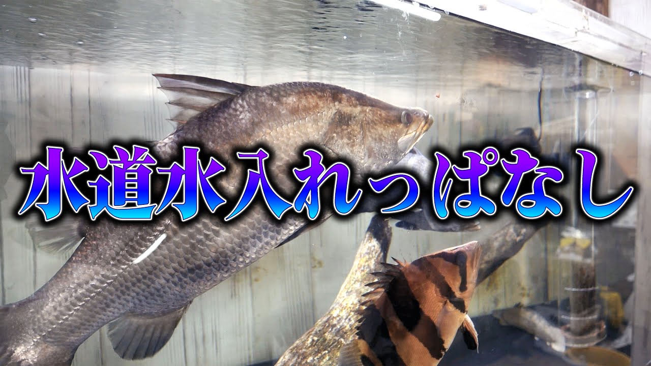 【放棄】巨大水槽の水換えがめんどくさいから水道水入れっぱなしにしてみた結果…【古代魚水槽】