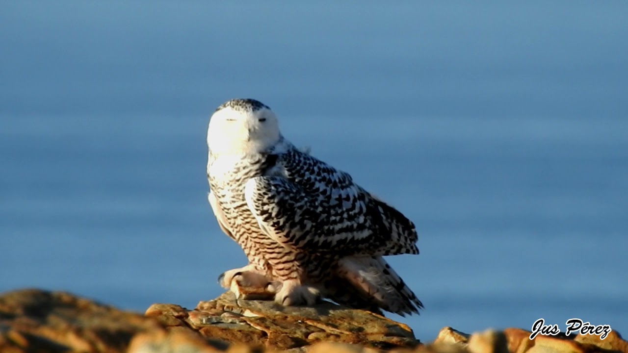 B&uacute;ho nival Cabo Pe&ntilde;as (Bubo scandiacus). Noviembre 2021