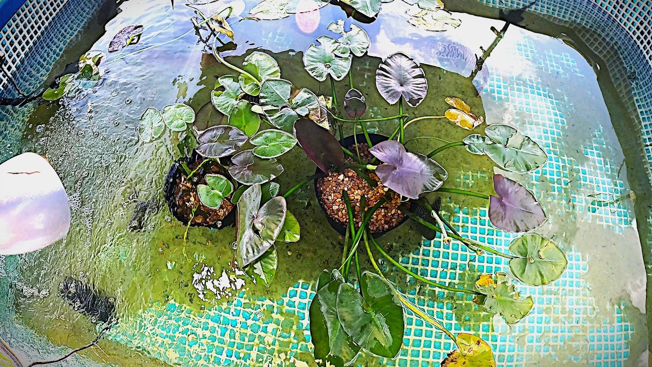 Donations/rescues from Joe: 2ft arowana, 2x pbass, oscar, 2x pleco, all local caught except the aro