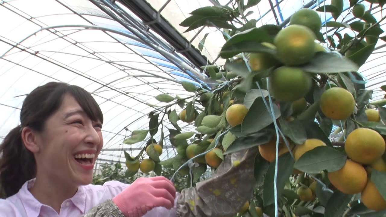 ハウスみかん(2020年7月5日放送)