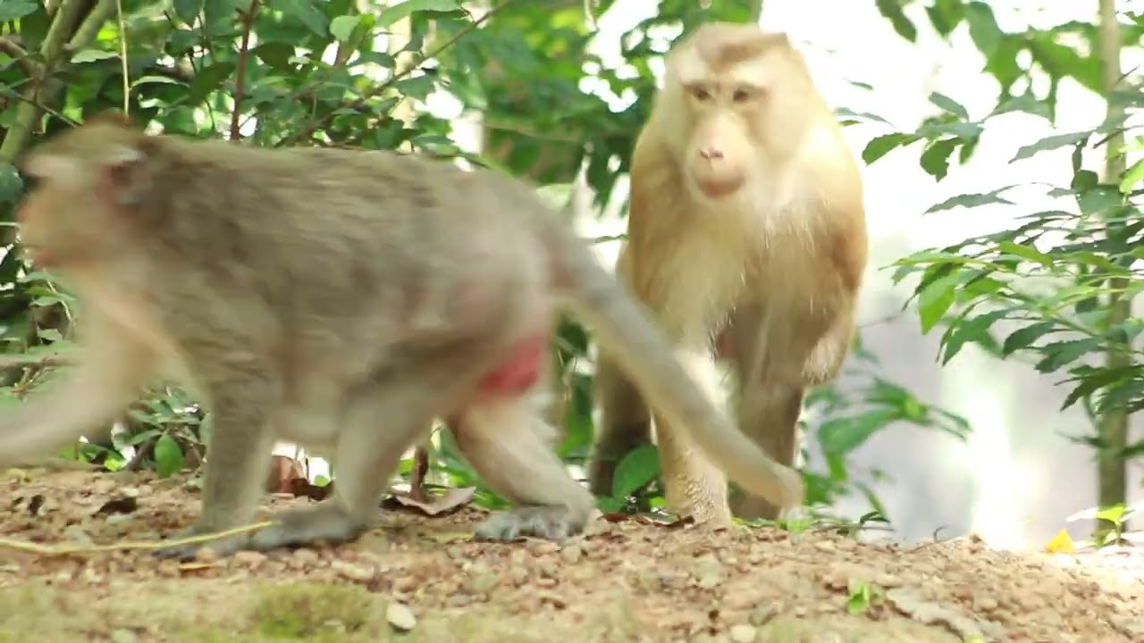 Good To See Monkey Pongo Follow Mama Scarlet  Every where / MA-D.791