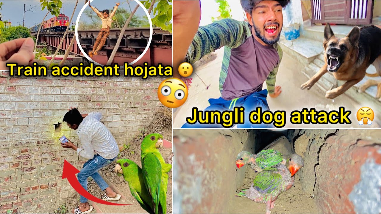 Jungli dog ne kar diya attack 😤 ( Parrot 🦜 k bacche pakdne gaye 😍