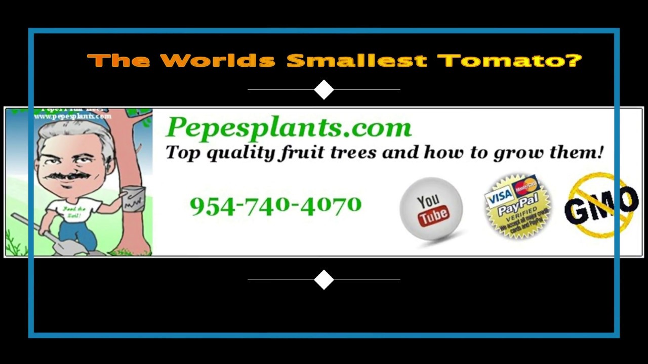 The Florida Everglades Tomato