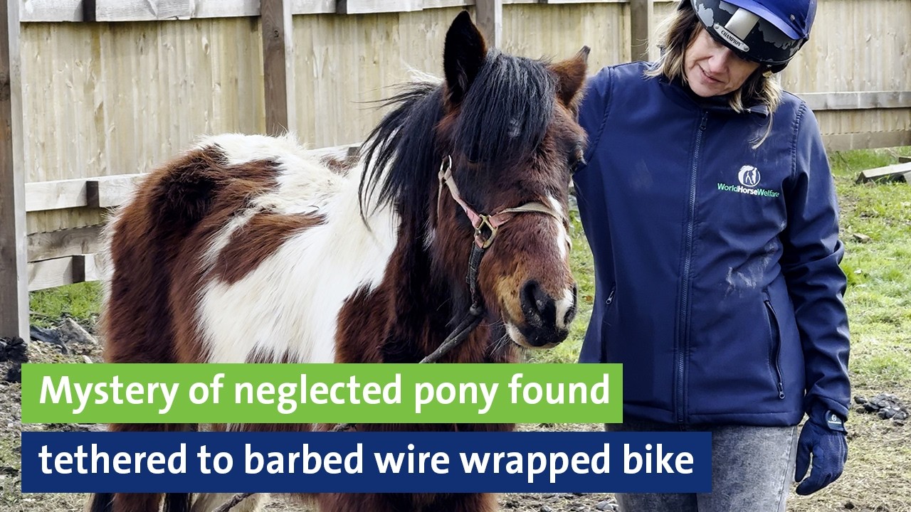 Mystery of neglected pony found tethered to barbed wire wrapped bicycle