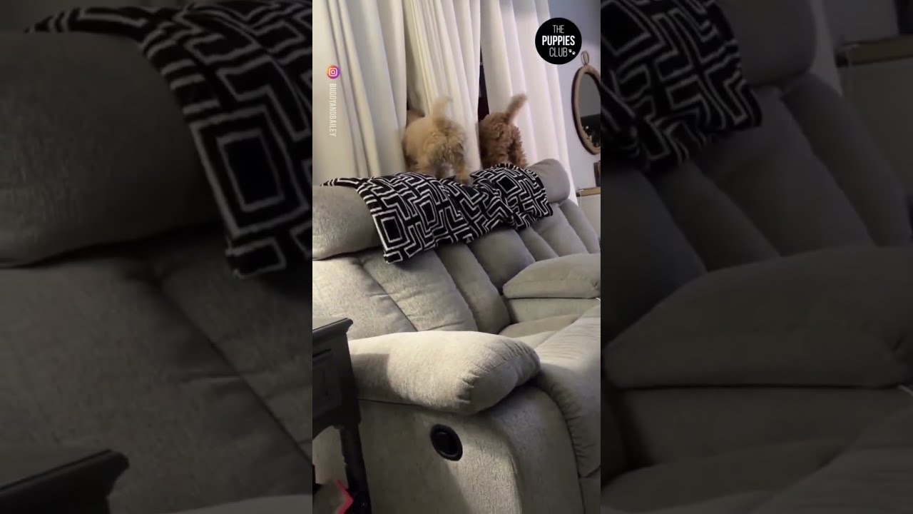 They are perfectly synced! 🤩❤️ | Funny Videos Compilation graciosa marrante engra&ccedil;ada 有趣的 मजेदार