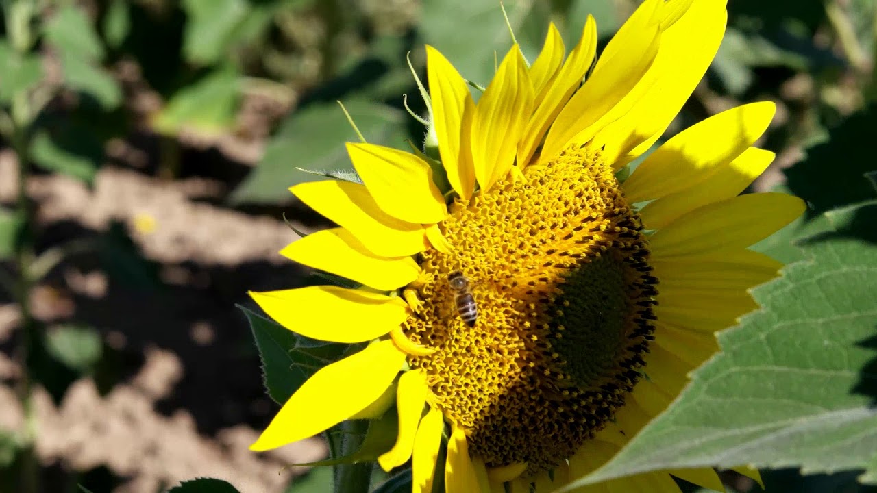 La Bureba Sunflower