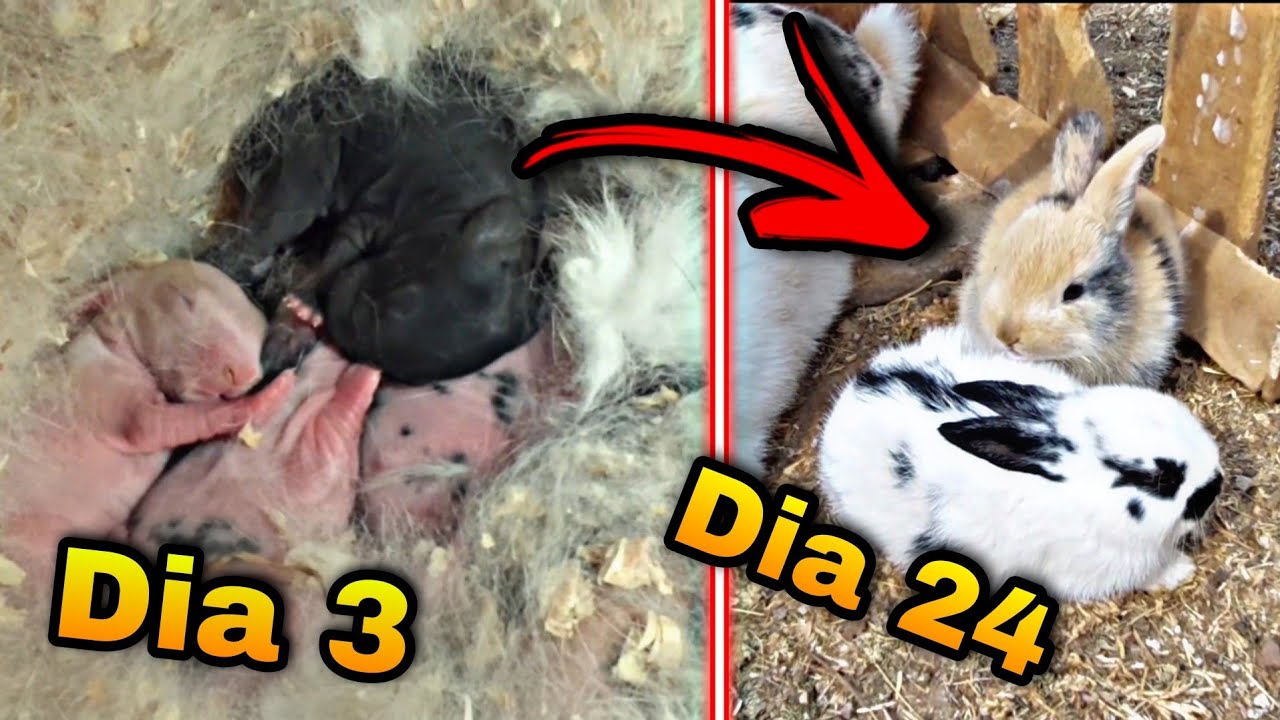 Proceso  de Crecimiento De Conejitos 🐇 DIA 1 A DIA 24 || Ratas de campo y mis animales.