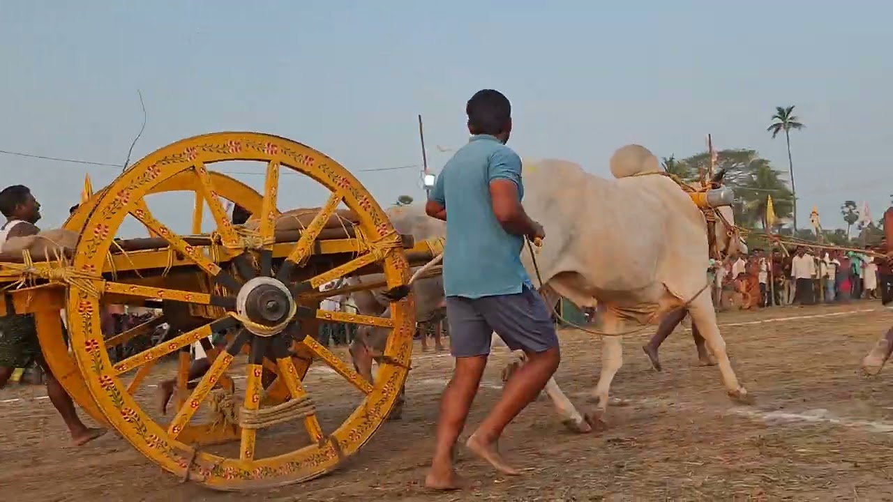 Ox race Andhrapradesh 