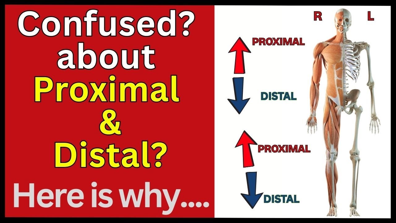 Proximal & Distal - Are you confused? Here the answer! Anatomical Positions and directional terms