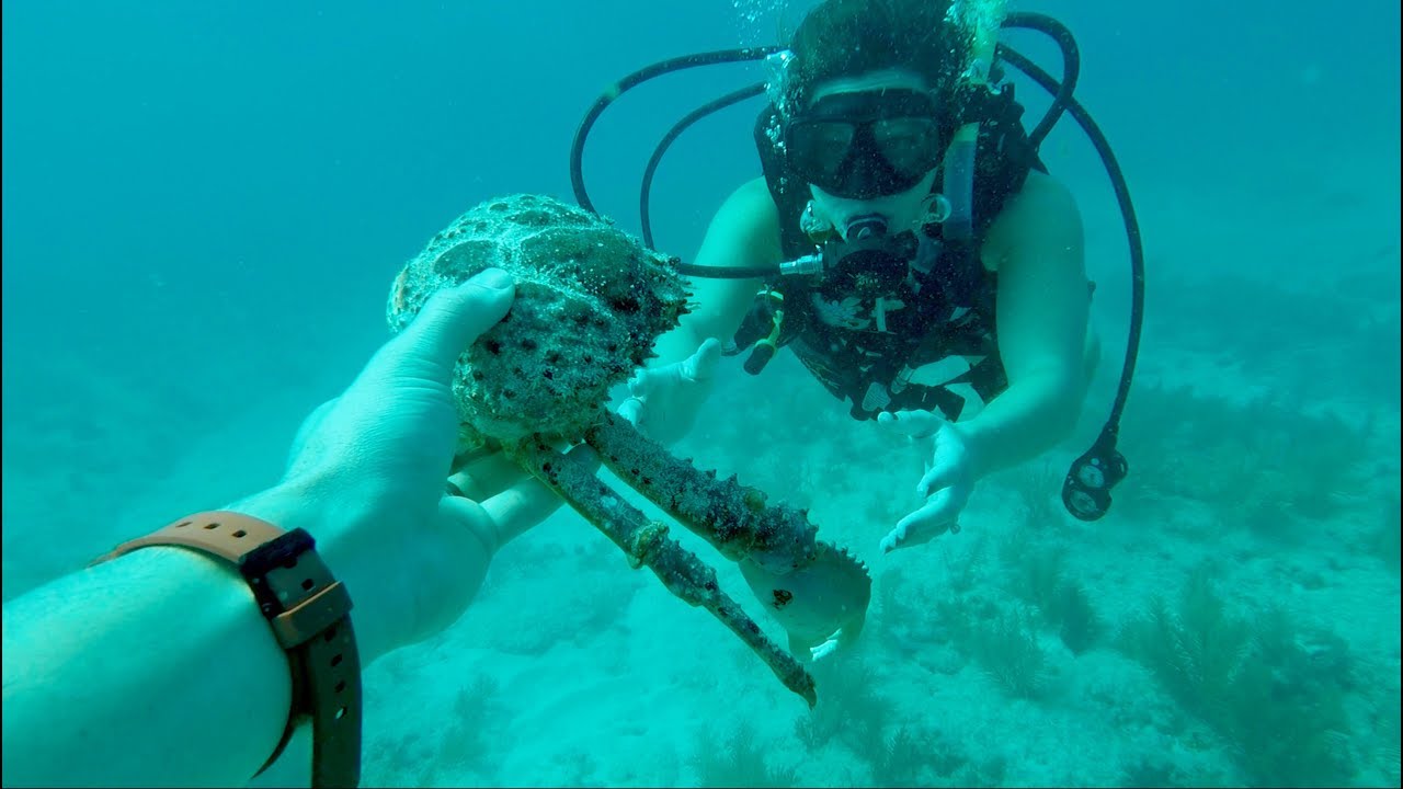 SCUBA DIVING THE FLORIDA KEYS!