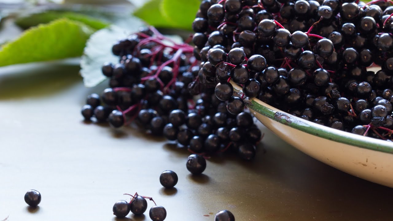 Foraging in Stockholm