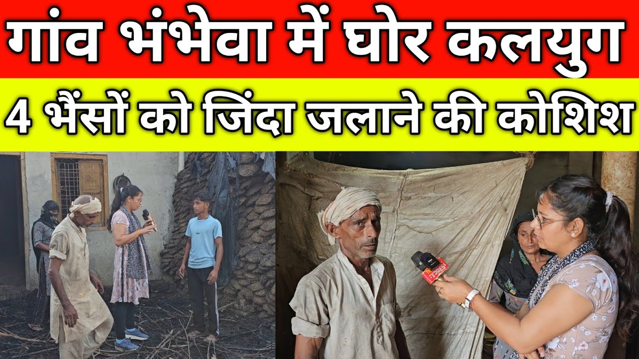 गांव भंभेवा में घोर कलयुग, 4 भैंसों को जिंदा ज'लाने की कोशिश, मालिक रो'ने लगा, गांव भंभेवा जींद