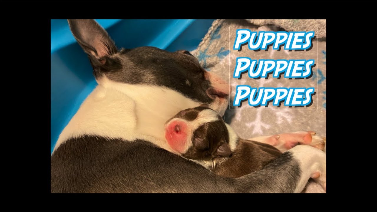 Puppies Puppies Puppies!! Boston Terrier Puppies!