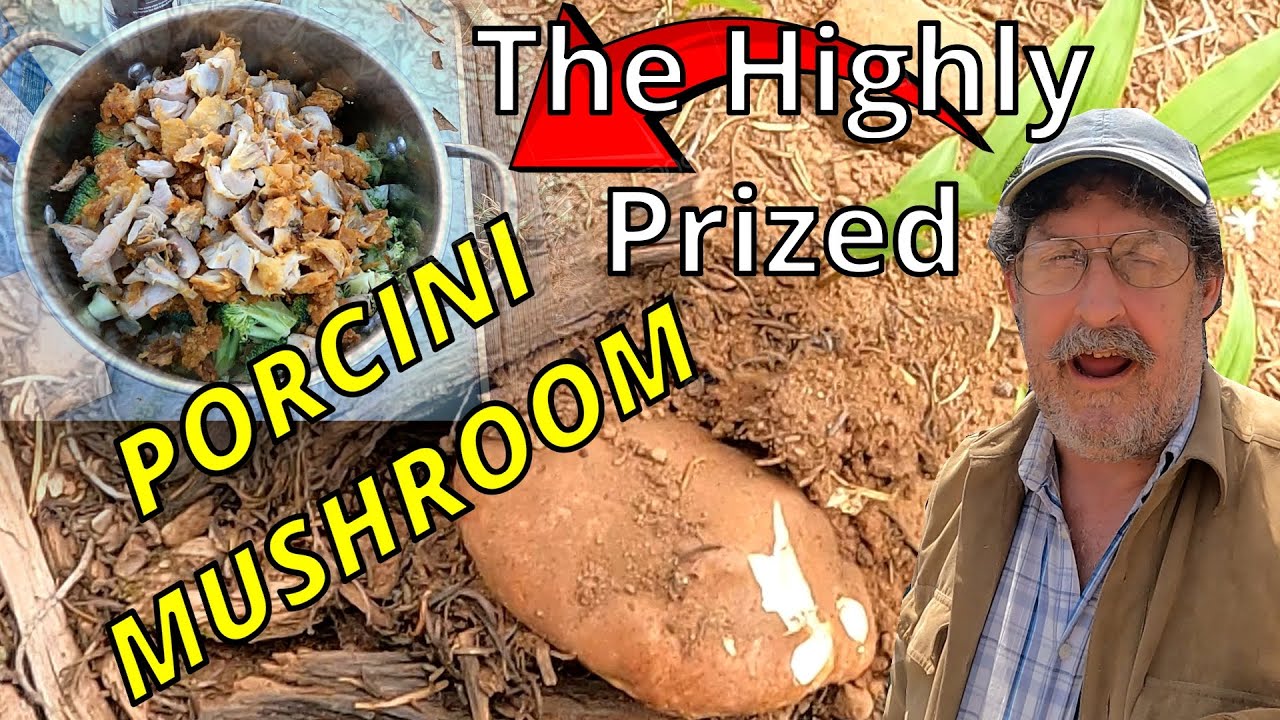 Porcini: You will absolutely love this wild mushroom