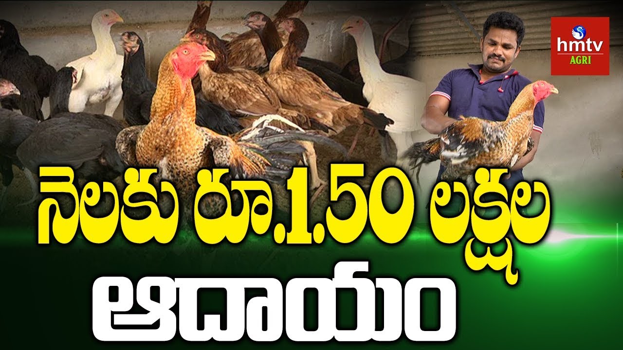 Asil (Assel) Hens Farming In Mahabubnagar | Young Farmer Laxman Success Story | hmtv Agri