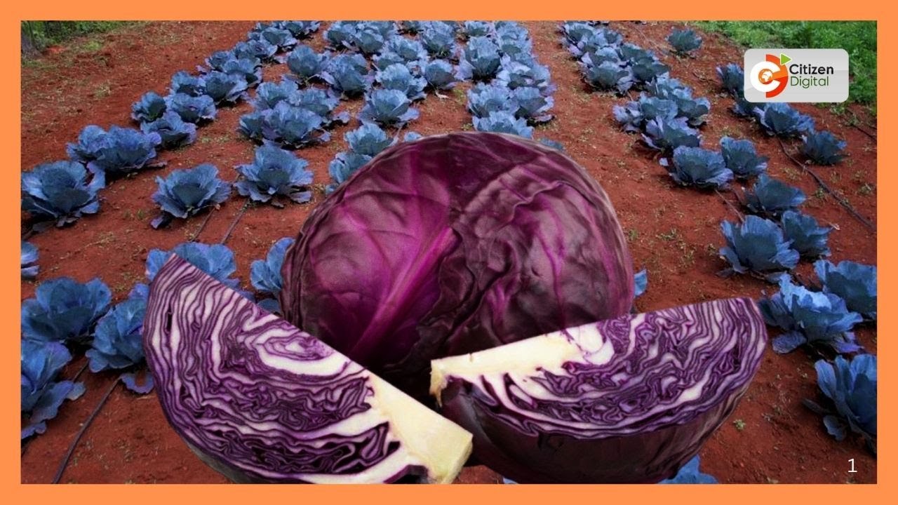 | Kenya's Gold | Red Cabbage Farming in Kenya | Gold Feature